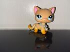 littlest pet shop popular lps toy #339 rare blonde shorthair cat authentic