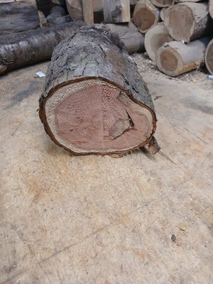 Voll gewürzter großer Mammutbaum Stamm/Drechselholz Rohling (39x17cm)