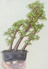 Jade Pre Bonsai Raft Dwarf Shohin Fat Trunks Nice Nebari Portulacaria Afra
