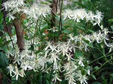 SWEET AUTUMN CLEMATIS VINE 10 CUTTINGS..Very Fragrant...Terniflora Clematis