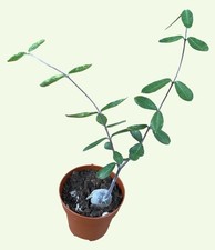 Fokea Edulis | Caudex Plant | 9cm Pot | Rooted With Pot & Soil | Rare