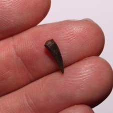 Dinosaur Aged Crocodile Tooth Dagger Fossil - Hell Creek Formation Cretaceous