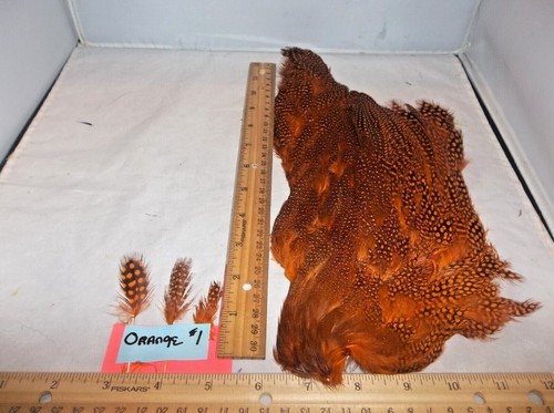 Guinea hen feathers 1/2 skin pelt natural red blue green yellow orange + more - Picture 41 of 65