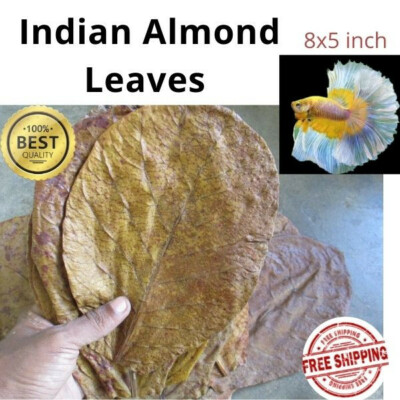 Indian Almond Leaves  For Fish Tank Aquarium Dried Catappa Ketapang 8x5 inch