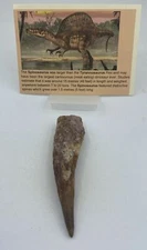 Spinosaurus Teeth Dinosaur F0SSIL Before T Rex Cretaceous K518