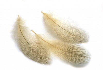 Mallard Duck grey flank ( 2g ) Dyed or Natural, Fly tying Feathers