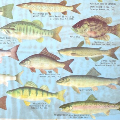 1960 Lake Trout White Largemouth Rock Bass Whitefish Pike Jackfish Pumpkinseed