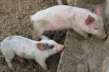 Pair of Playful Cute Little Piglets Photo Art Print Poster 18x12