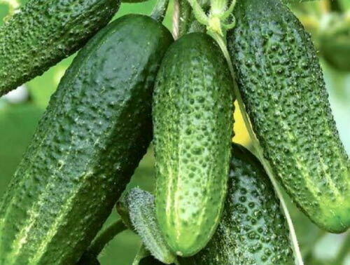 15 semillas de PEPINO GIGANTE + GRATIS