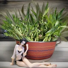 10 LUCKY BAMBOO 5x6, 5x8, Gift, Feng Shui, Indoor Plant All Year, Perennial 