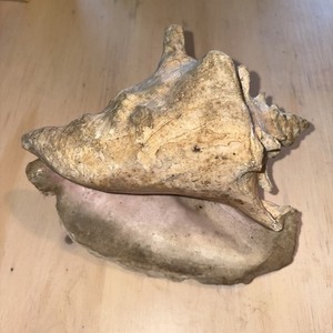 Large Natural Conch Shell, Unknown Origin, 8 Inches Seashell Nautical Decor