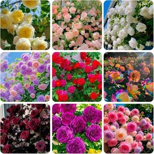 300 Mixed Climbing Rose Rosa Seeds for Planting Outdoors -Heirloom Garden red