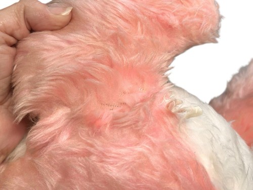 "Oso de peluche Rushton cara de goma rosa feliz vintage 18""" - Imagen 21 de 24