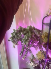 Sedum Burrito Burrows Tail Large Plant 12cm Hanging Pot