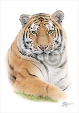 TIGER PORTRAIT colour pencil drawing print A4 / A3 signed by UK artist artwork