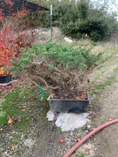 Shimpaku juniper bonsai Kishu multi trunk old field grown material