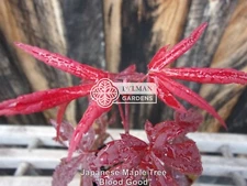 Dormant Japanese Maple Tree Seedling - Acer palmatum 'Bloodgood' - 2 to 4 inches