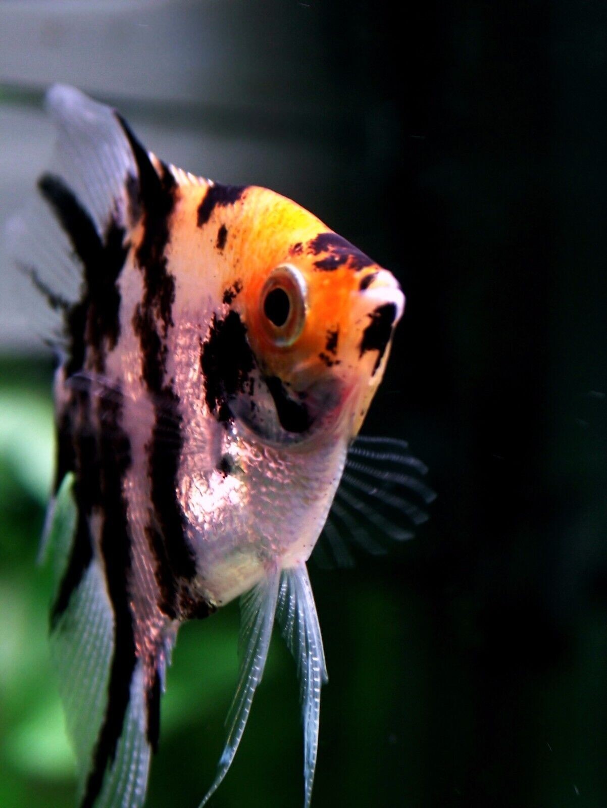 ABF Ultra+ Spirulina & Garlic Tropical Fish Flake,Kelp,,ABF404