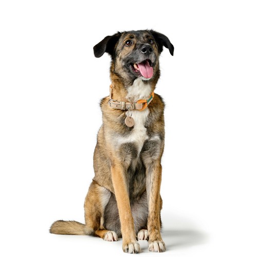 Collier pour Chien Hunter Malia Orange 12 40-49 cm - Imagen 3 de 7