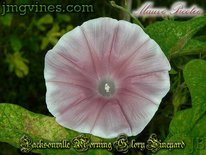 Pétalo Rosa Flor Planta árbol Malva, Gloria De La Mañana, Planta - Foto 2