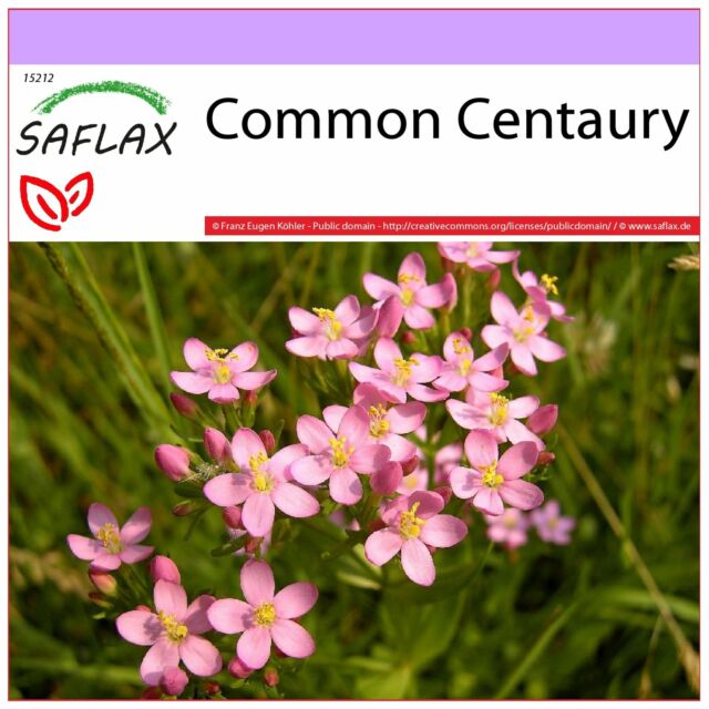 SAFLAX - Common Centaury - 250 seeds - Centaurium