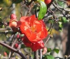 Chojuraku Orange Flowering Quince - Live Plant - ( 2.5 QT )