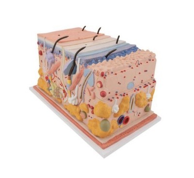 3B Scientific Human Skin Section Model 70x 3D Anatomical Biology Scientific