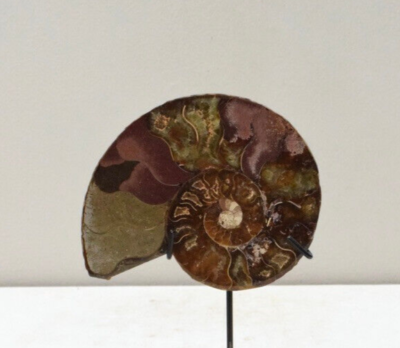 Coppia Di Fossili Di Ammonite ~ 3 Cm / Mezze Sezioni Lucidate