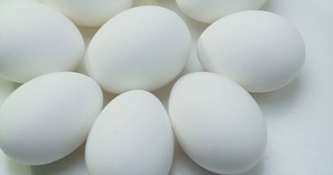 12 OEUFS FECONDES DE POULE WESTPHALIE PURE RACE