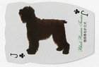 Black Russian Terrier Single Large Novelty Dog Collectable Playing Card