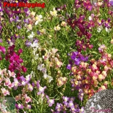 Fairy Bouquet Snapdragon - Spurred Snapdragon-Baby Snapdragon Mix | Flower Seeds
