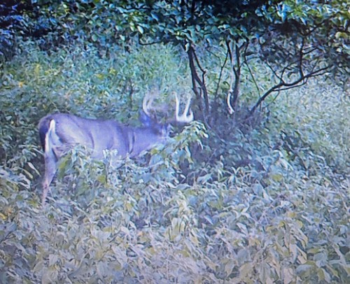 ROPE SCRAPE SYN BUCK SCHABERSEIL LOWE'S WHITETAIL (Attraktiv, Köder) - Bild 6 von 6