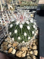 Echinofossulocactus zacatecasensis Live Plant Brain Cactus Flowering Succulent
