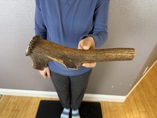 1 Huge JUMBO Whole Elk ANTLER Dog Chew SALE SELECT MASSIVE COLOSSAL BIG 12