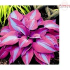 Purple Blue Hosta Seeds 100 Count Fragrant Low-Maintenance Garden Plants