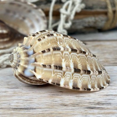 Harpa articularis 7cm echte Deko Muschel Klasse-A Meeresschnecke