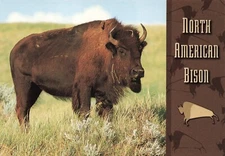 Postcard North American Bison Herds Great Plains National and State Parks