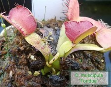 Dionaea muscipula 'Fondue'