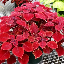 4 Live Oxblood Red Coleus Plants Plectranthus Scutellarioides Plant In Small Pot