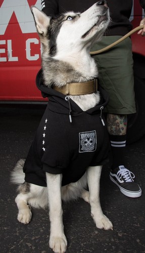 Dixxon Flannel Company Dog Hoodie Sweater “Fur Family-Black” Size XL -NEW - Picture 2 of 7