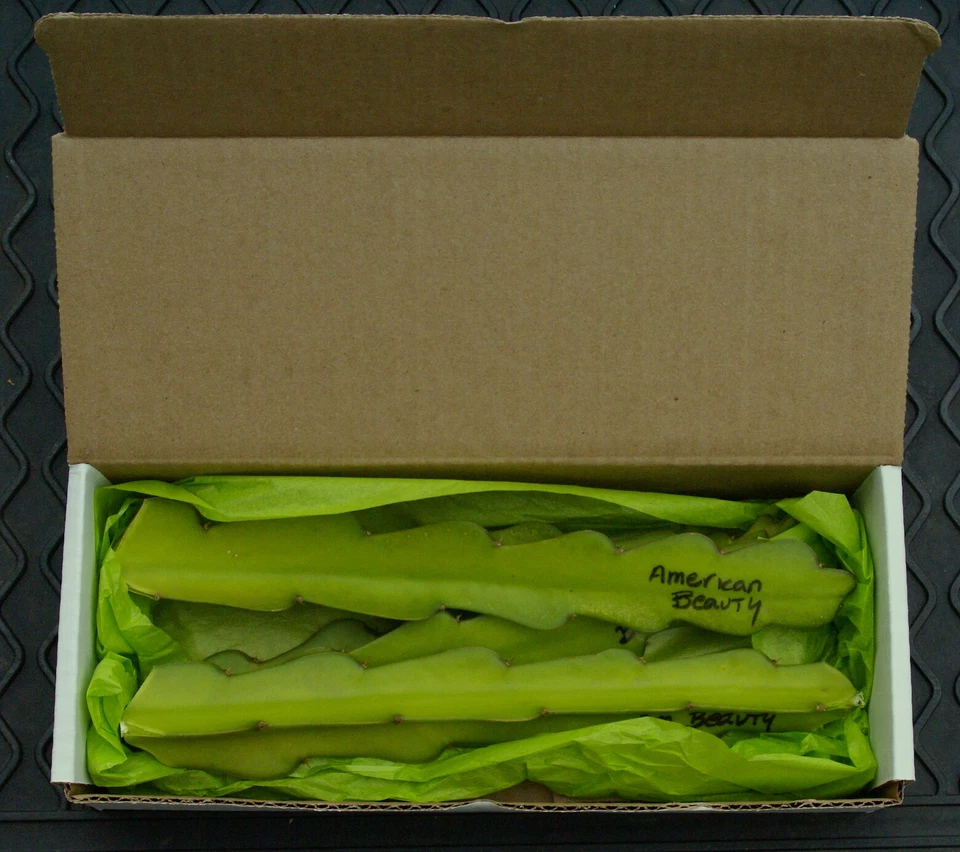 3 American Beauty Dragon Fruit Fresh Cuttings 8 -10 inch long self pollinating - Image 2 of 4