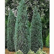Lawson Cypress (chamaecyparis lawsoniana) - Picture 1 of 1