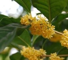 Yellow Flowering Fragrant Tea Olive - osmanthus - Live Plant - ( 1 QT )
