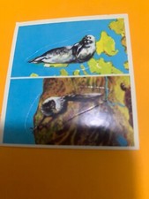 FIGURINA N.360 IL  MONDO DEGLI ANIMALI ED.SUPER RAF 1973 OTTIMA NUOVA CON VELINA