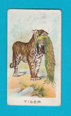 TIERE - TIGER - W.D. & H.O. WILLS LTD. - 1900