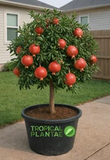 Pomegranate Tree – Live Fruit Tree – Hardy Outdoor Plant – USDA Certified