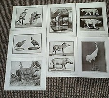 Vtg. Set of 24 Animal Game Pictures from the National Museum Taxidermy Art-D.C.