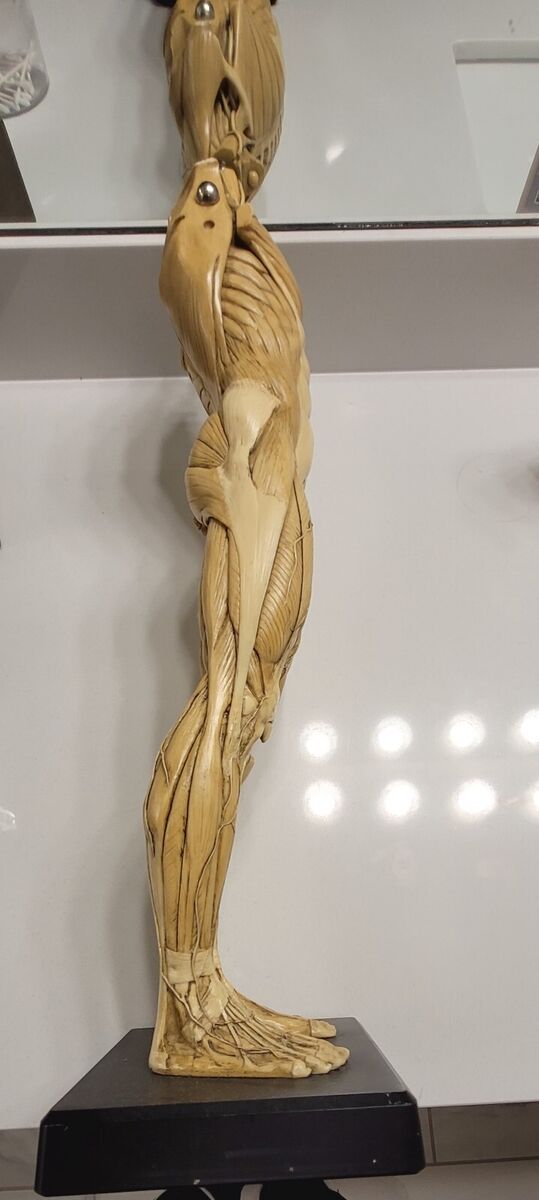 Detailed Anatomy Model Statue 1:3 Scale Andrew Cawrse MALE Detailed Anatomy Model Statue 1:3 Scale Andrew Cawrse MALE