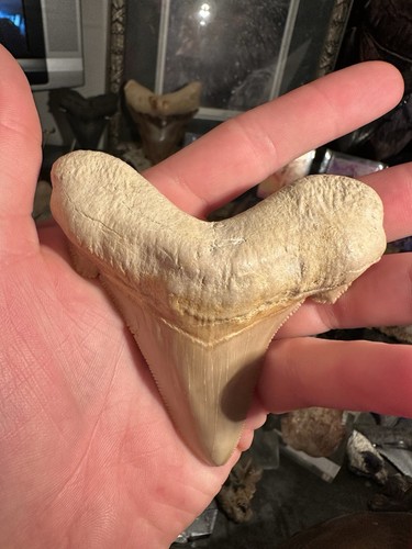 "FÓSIL DE DIENTE DE TIBURÓN AURICULATUS GRANDE ANCHO 3,81"" RARO ANCESTRO MEGALODON MARRUECOS" - Imagen 5 de 8