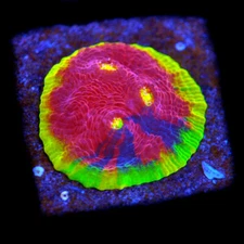 CORALS OF EDEN ~ CB Fire Breather Chalice Coral Frag ~ LPS ~ SPS